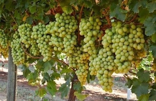 Grapes
